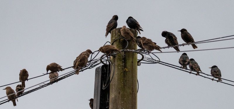 Common Animals Removed By Professional Wildlife Control Services