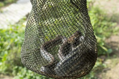 Common Animals Removed By Professional Wildlife Control Services