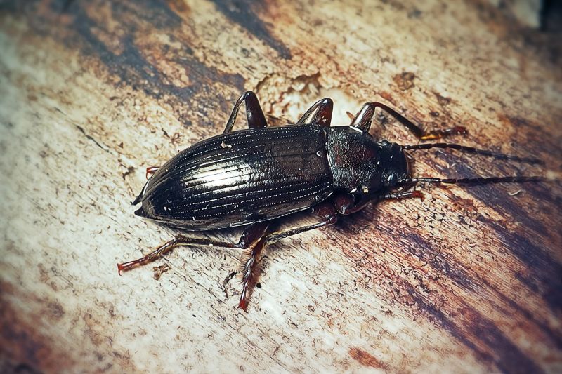 Insect Control Service in Katy, TX