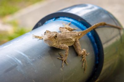 Prevent Lizards Getting Inside Your Home