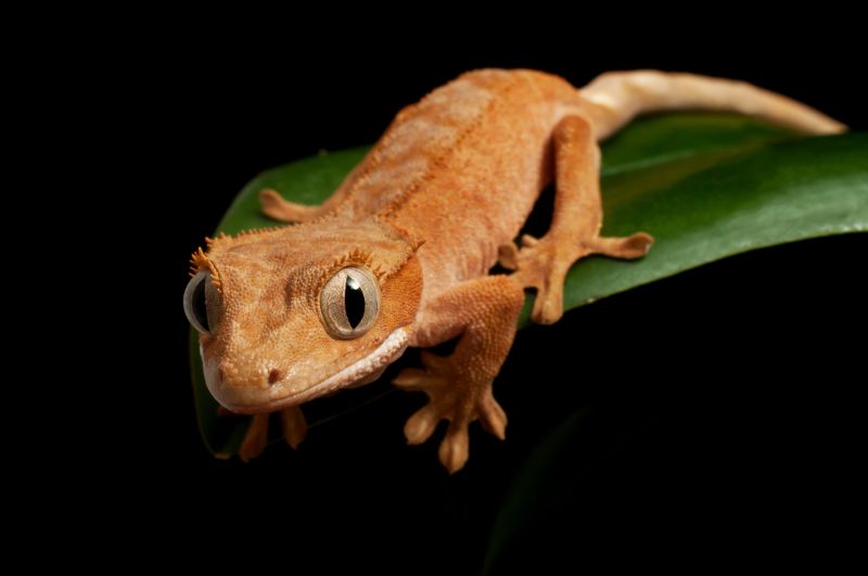 Prevent Lizards Getting Inside Your Home