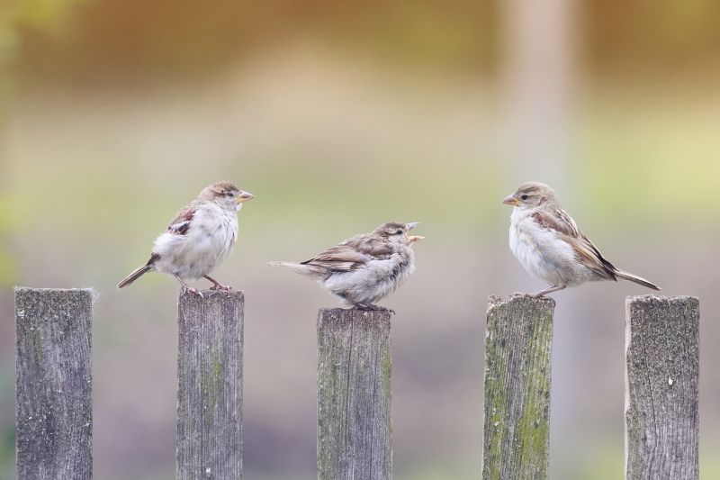 Seasonal Wildlife Issues Homeowners Should Watch For