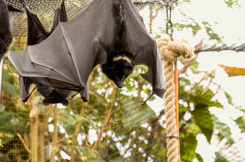 Seasonal Wildlife Problems For Homeowners