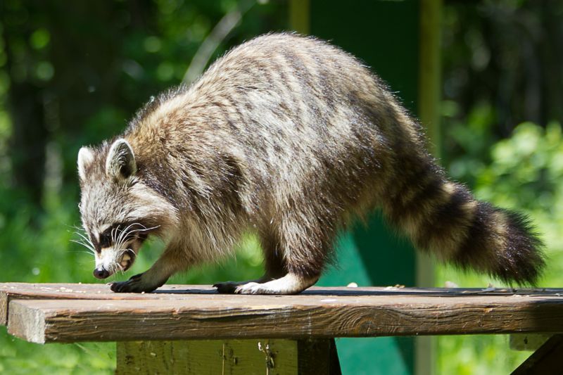 Seasonal Wildlife Problems For Homeowners