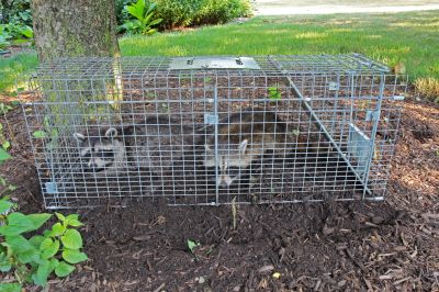 Signs Wildlife Has Moved Into Your Attic, Walls, Or Crawl Space