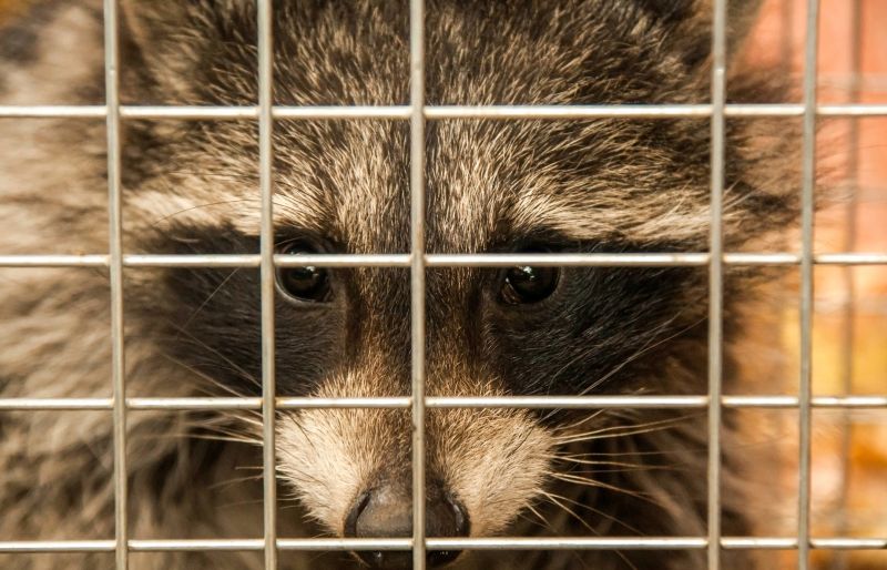 Signs Wildlife Has Moved Into Your Attic, Walls, Or Crawl Space