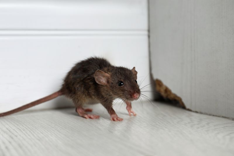 Signs Your Commercial Property Has A Small Animal Issue