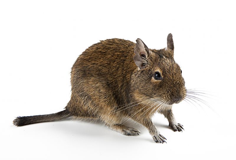 Signs Your Commercial Property Has A Small Animal Issue