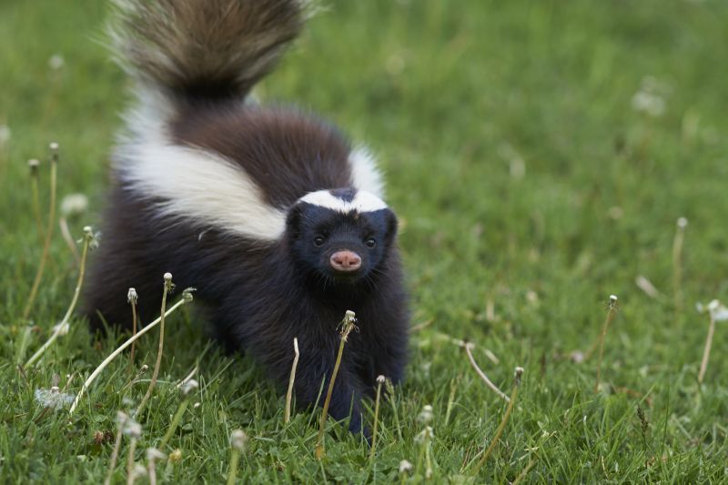 What To Expect During A Professional Wildlife Removal Visit