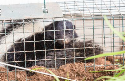 When Diy Wildlife Removal Becomes Risky And Professional Help Is Needed